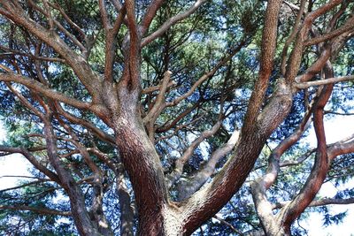 Low angle view of trees