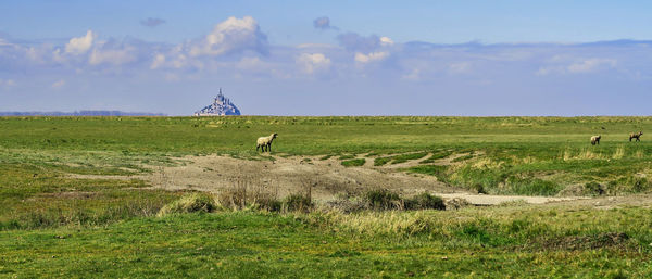 Scenic view of le mont-saint-michel from the green field of avranches town with a sheeps sauffolk 