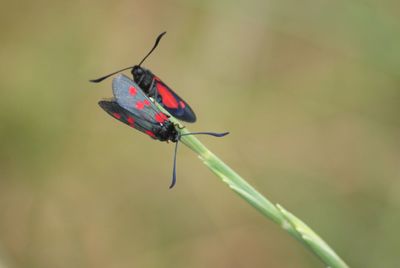 Close-up of five spot burnet moths on a plant 