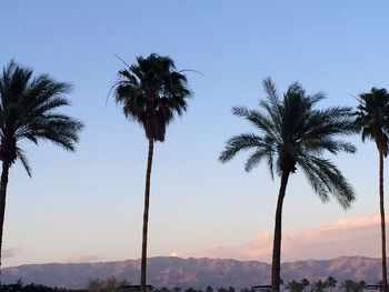 Low angle view of coconut palm trees against sky