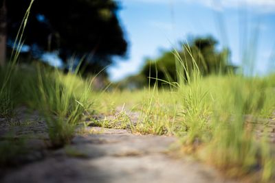 Close-up of grass growing on field