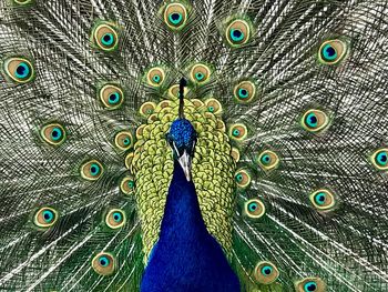 Full frame shot of peacock feathers