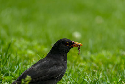 Bird on a field