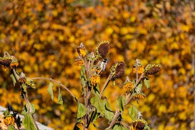 Close-up of yellow flowering plant on field