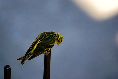 Low angle view of bird perching on leaf against sky