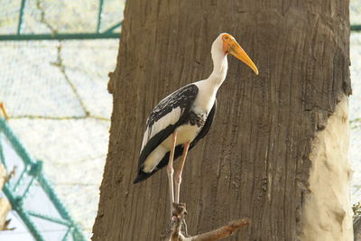 Bird perching on wooden post