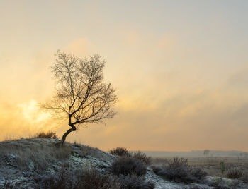 Bare tree against sky during sunset