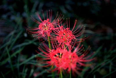 Close-up of red flower