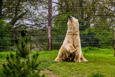 Cat looking away on tree in zoo