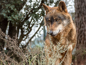 Low angle view of wolf standing on grassy field in forest