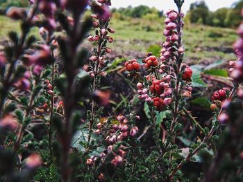 Close-up of red berries growing on plant at field