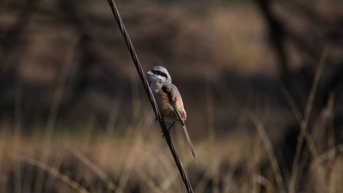 Close-up of bird perching on a field