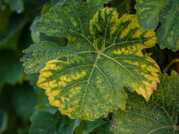 Close-up of green leaf