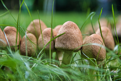 Close-up of mushrooms growing on field