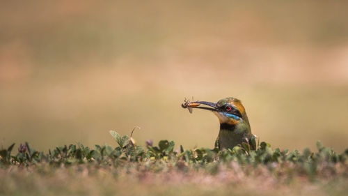 Bird perching on a field