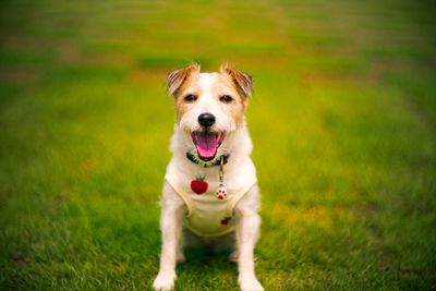 Portrait of dog running on field