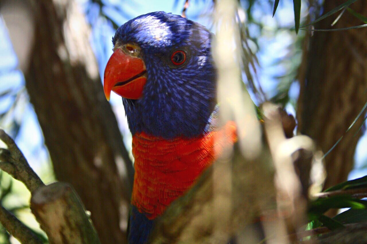 vertebrate, bird, animal themes, animal, animals in the wild, animal wildlife, parrot, tree, one animal, rainbow lorikeet, branch, close-up, no people, day, focus on foreground, nature, multi colored, perching, selective focus, plant, animal eye