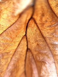 Close-up of leaf