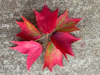 High angle view of maple leaves fallen on leaf