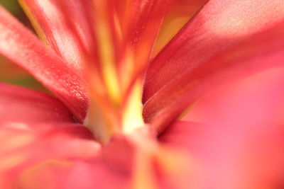 Full frame shot of flower