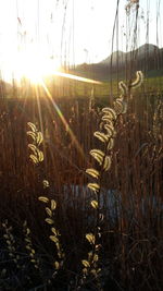 Close-up of plants growing on field against sky during sunset