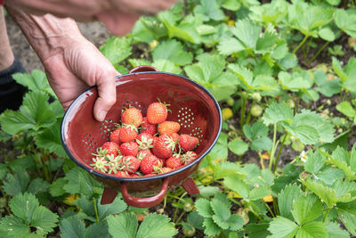 A man picks strawberries in his palm, a large harvest of berries, summer fruit picking, male hands