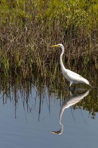 High angle view of gray heron perching on grass by lake