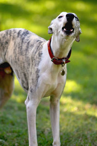 Close-up of dog on field