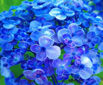 High angle view of purple flowering plants