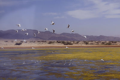 Birds flying over water against sky