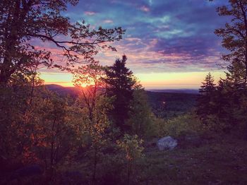 Silhouette of trees at sunset
