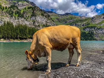 Horse standing in a lake