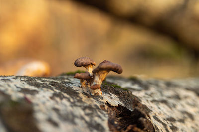 Oyster mushroom in nature