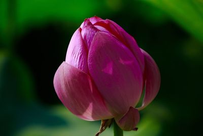 Close-up of pink flower blooming outdoors