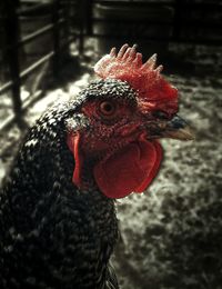 Close-up of rooster