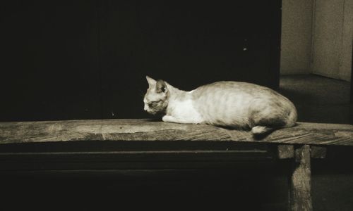 Cat looking away