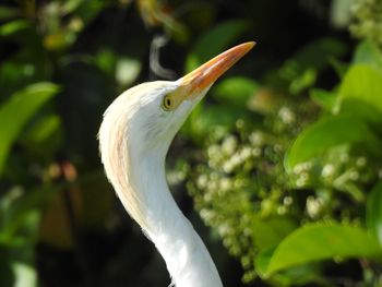 Close-up of a bird