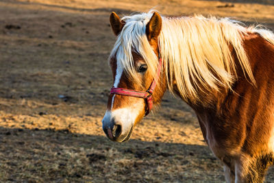 Close-up of a horse