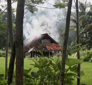 Plants and trees by building in forest