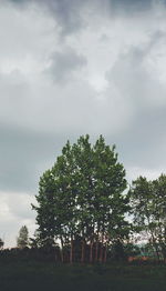 Low angle view of trees on field against sky