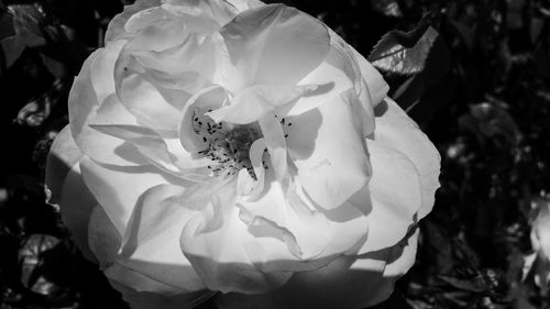 Close-up of rose blooming