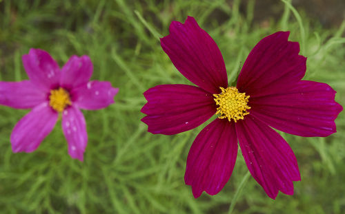 Close-up of pink flowers blooming in park