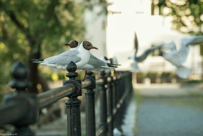 Close-up of bird on metal against sky