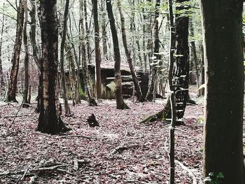 View of trees in forest