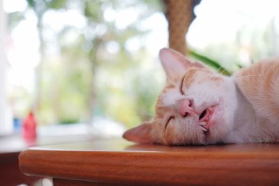 Close-up of cat resting on table