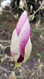 Close-up of pink flower blooming outdoors