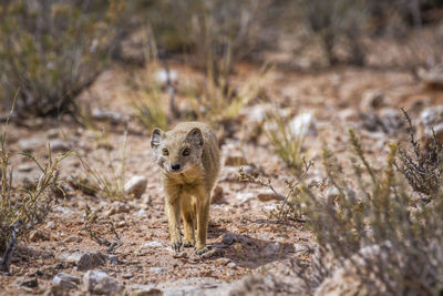 Yellow mongoose walking in front view in kgalagadi transfrontier park, south africa