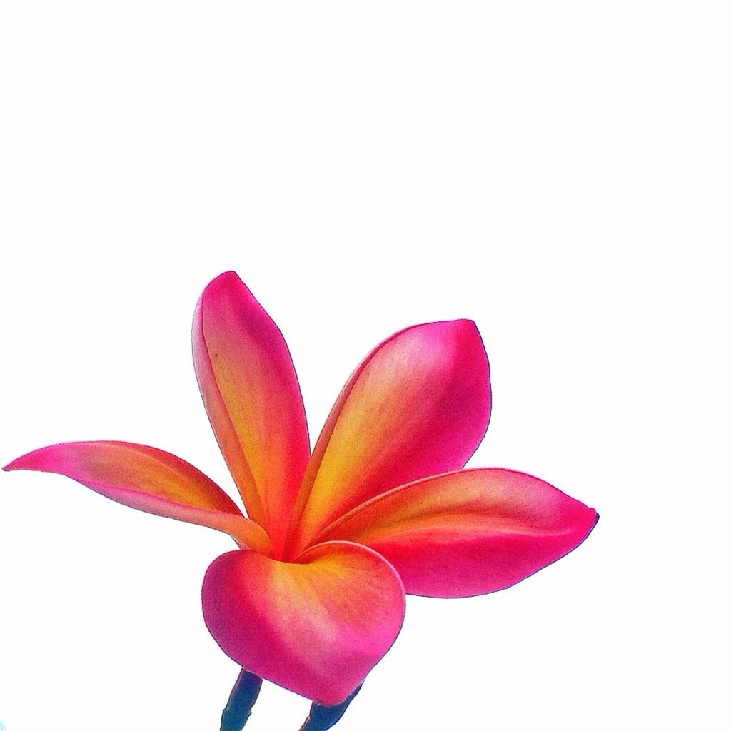 flower, petal, studio shot, white background, fragility, freshness, copy space, flower head, pink color, close-up, beauty in nature, clear sky, stem, nature, red, pink, growth, cut out, no people, single flower