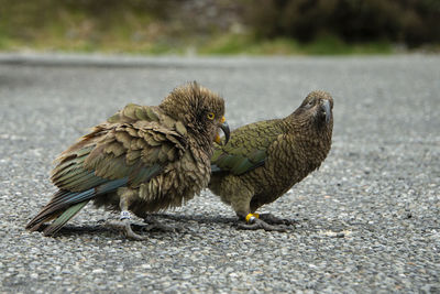Close-up portrait of a kea bird, new zealand alpine parrot, south island new zealand