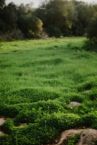 Scenic view of green field